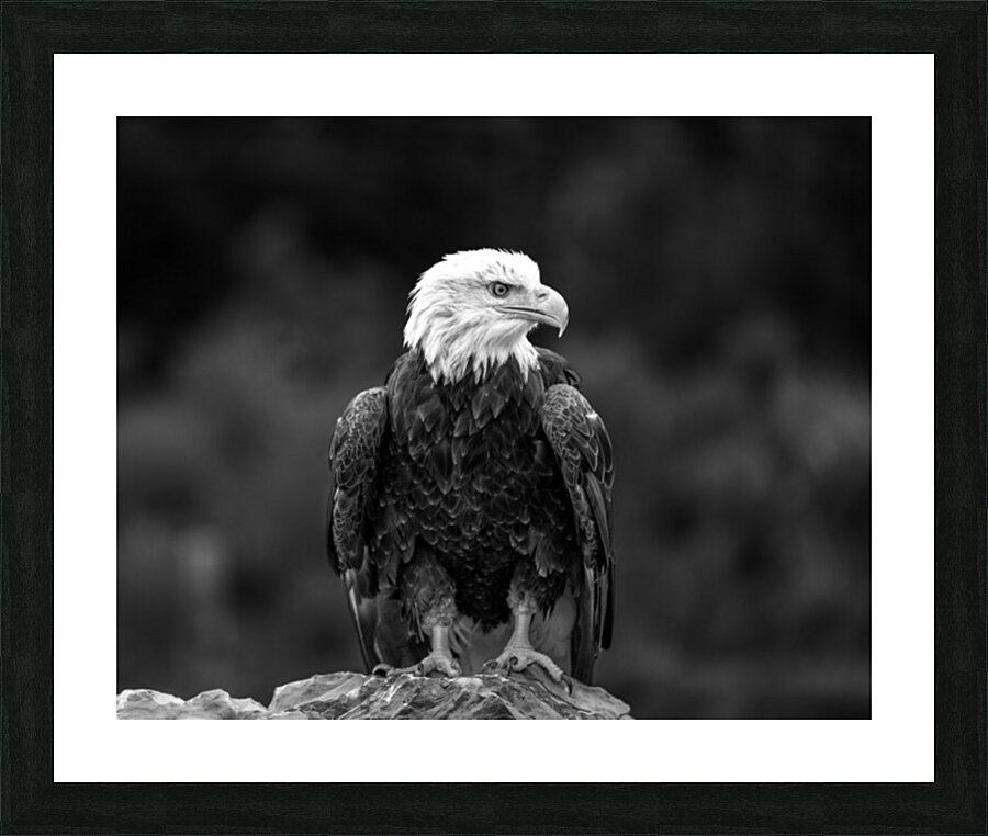 Bald Eagle Picture Frame print