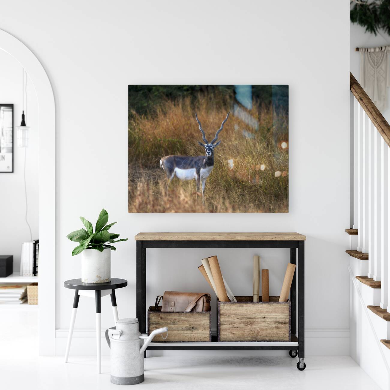 Blackbuck  Reproduction