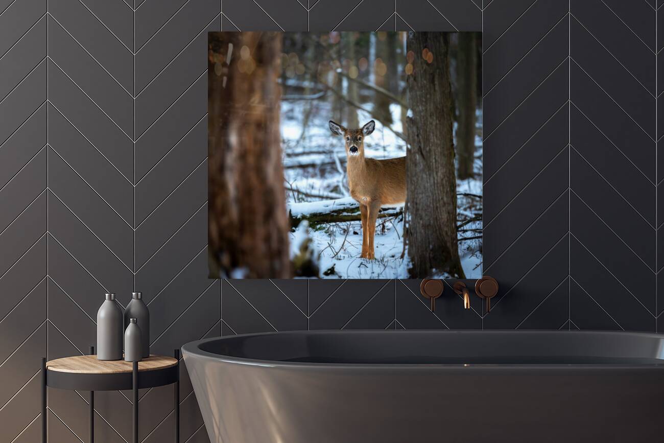 Red Tail Deer Reproduction