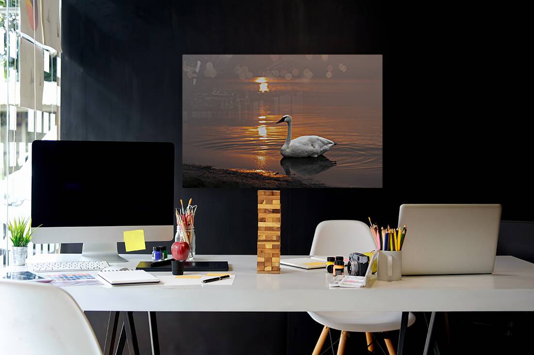 Swan on Lake Reproduction