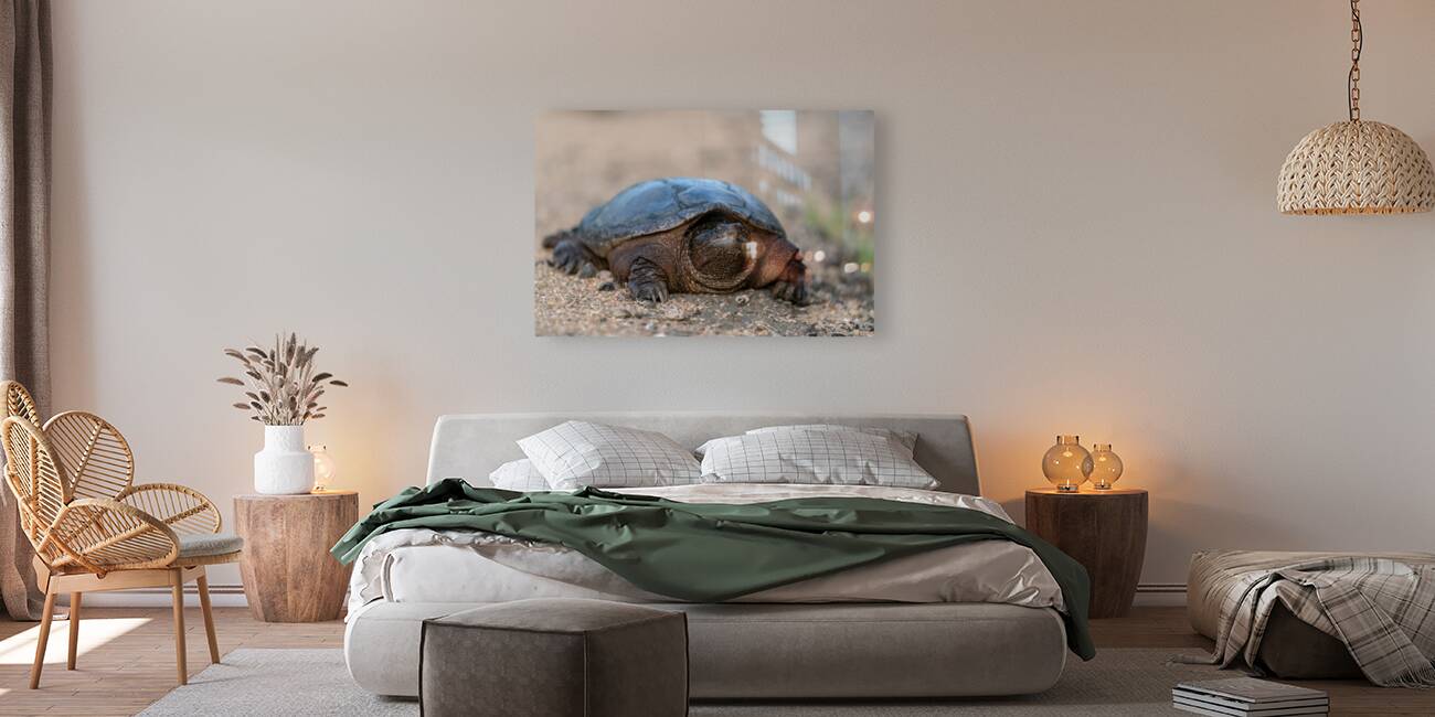 Snapping Turtle Reproduction