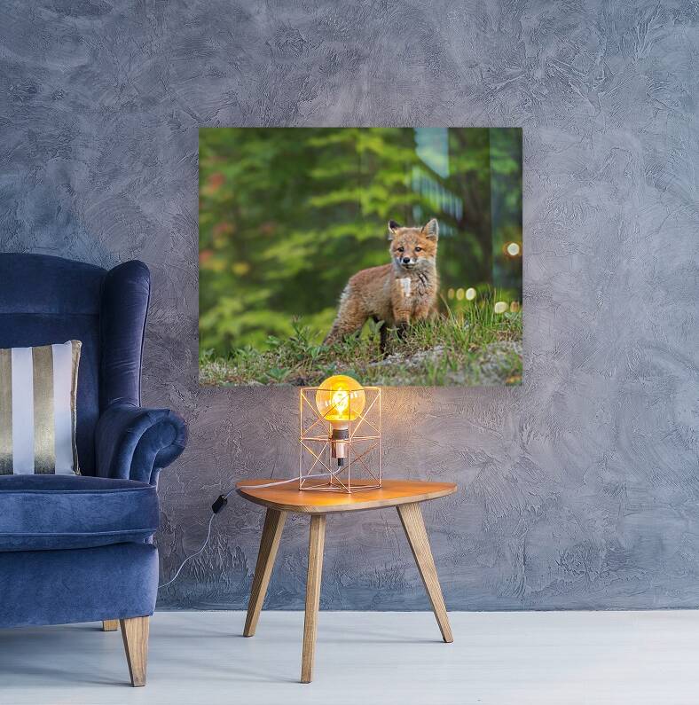 Fox Kit Reproduction