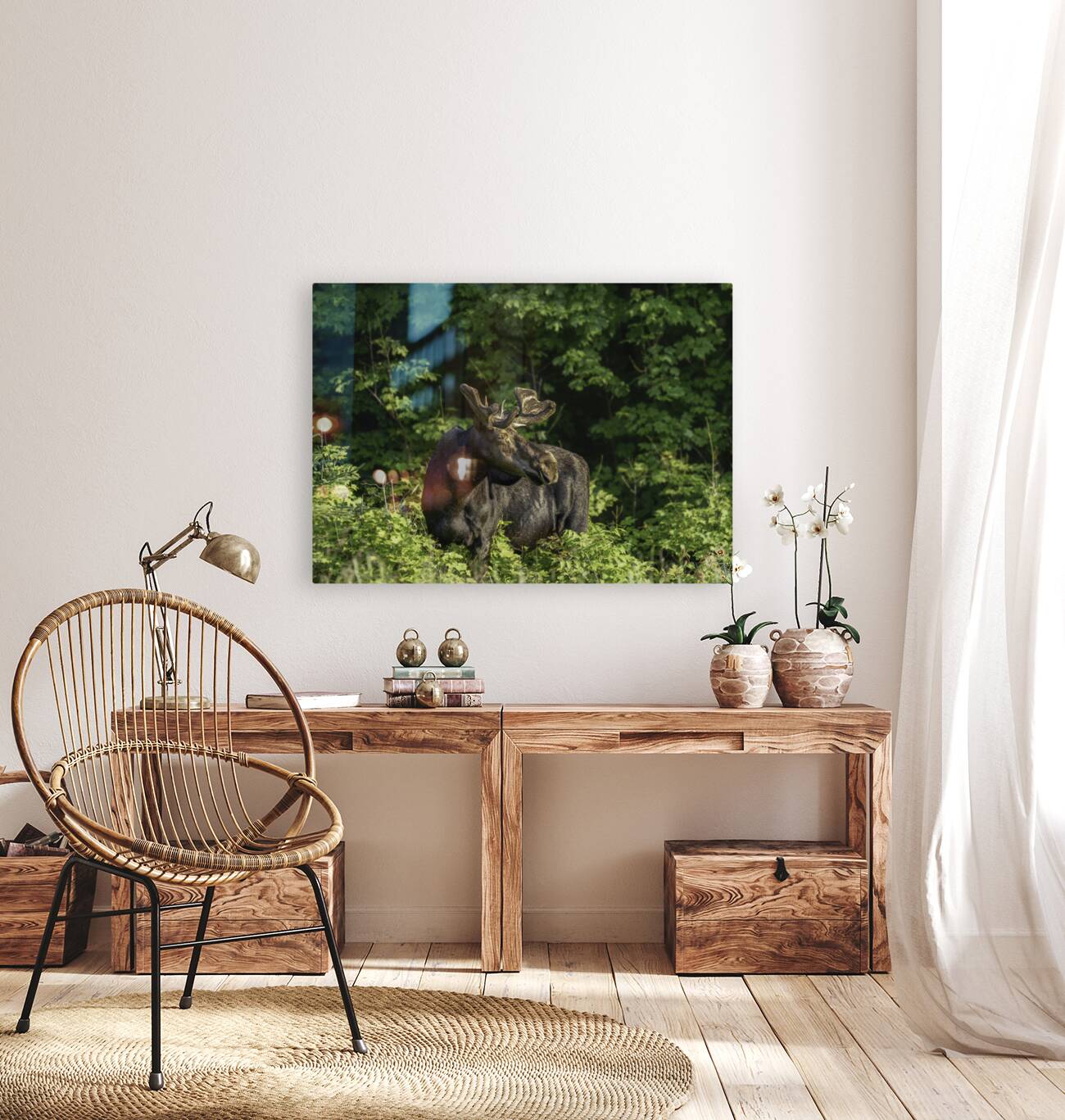 Bull Moose in early morning light. Reproduction