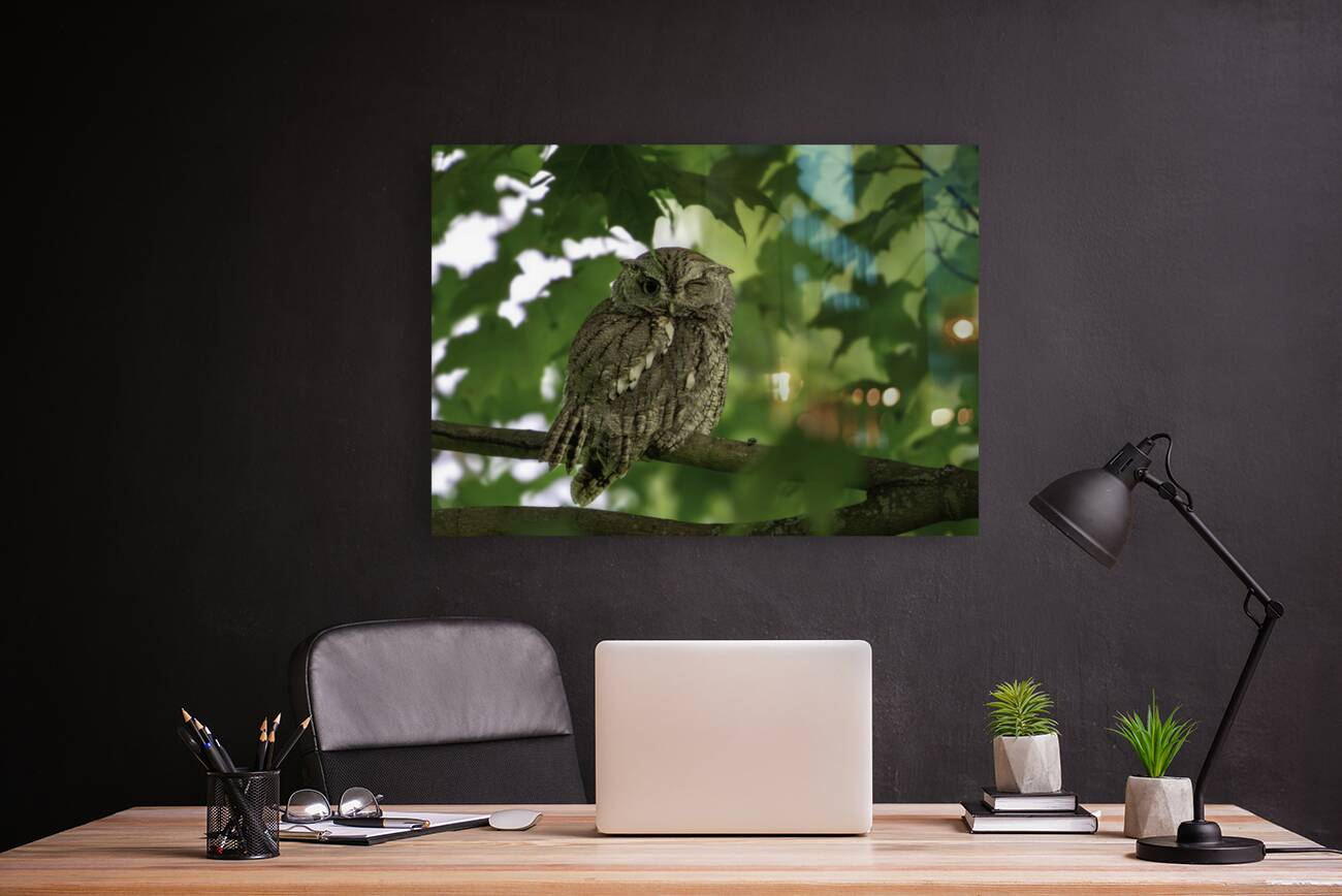 Winking Owl Reproduction