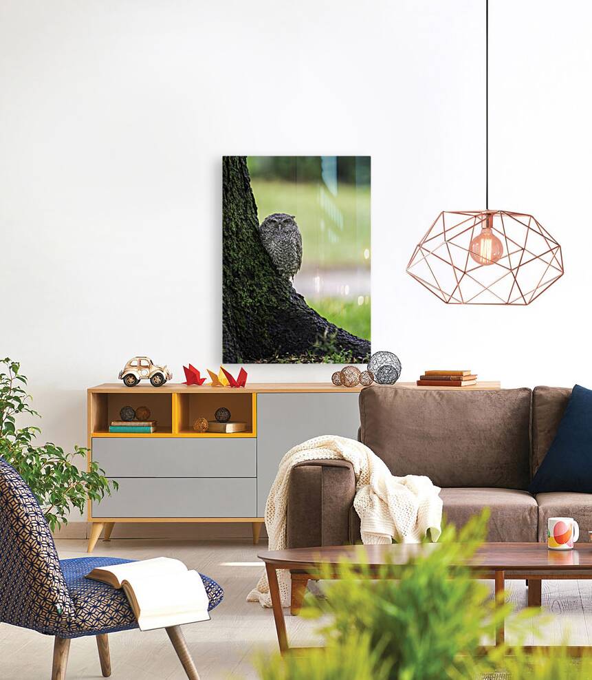 Eastern Screech Owlet Reproduction