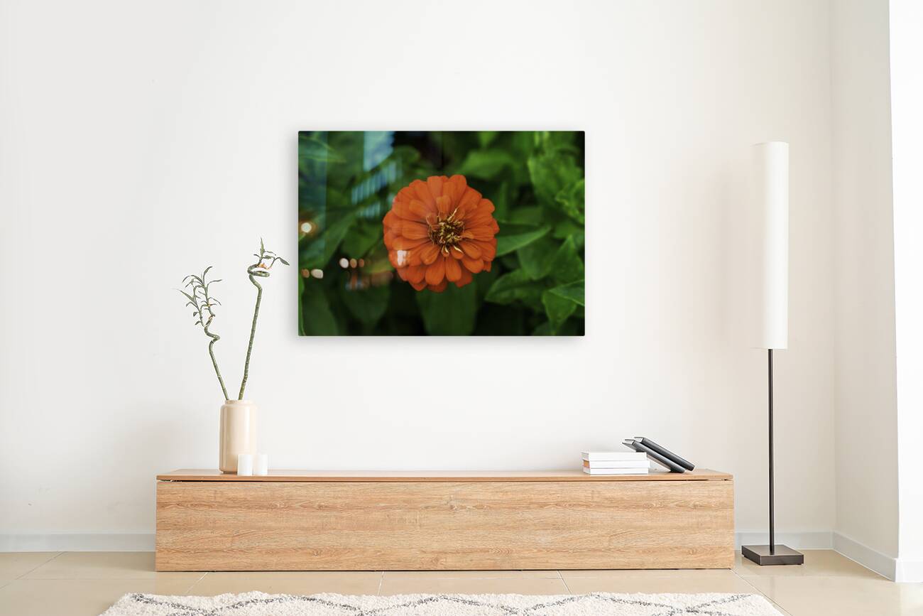 Dahlia Delight Reproduction