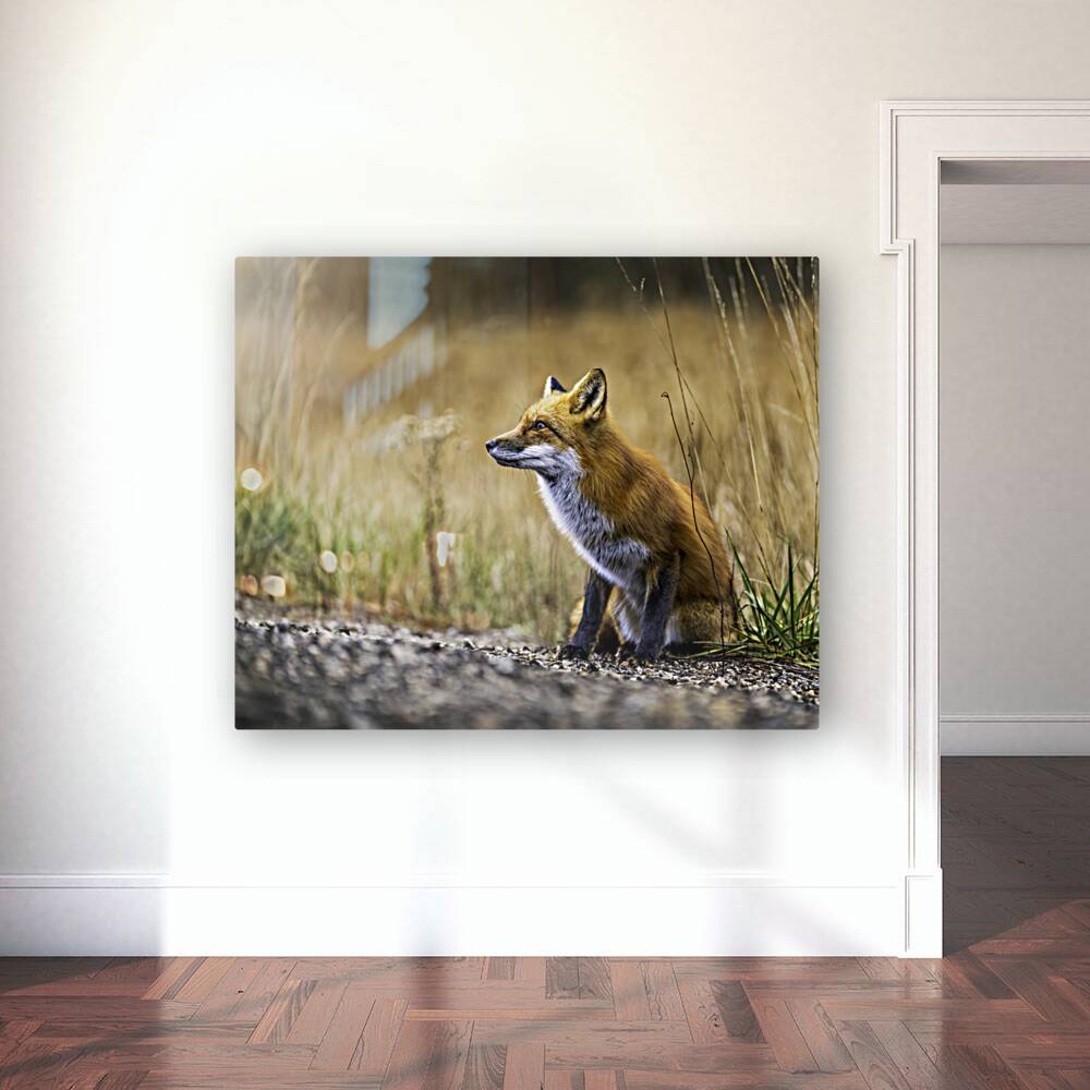 Fox portrait in morning light Reproduction