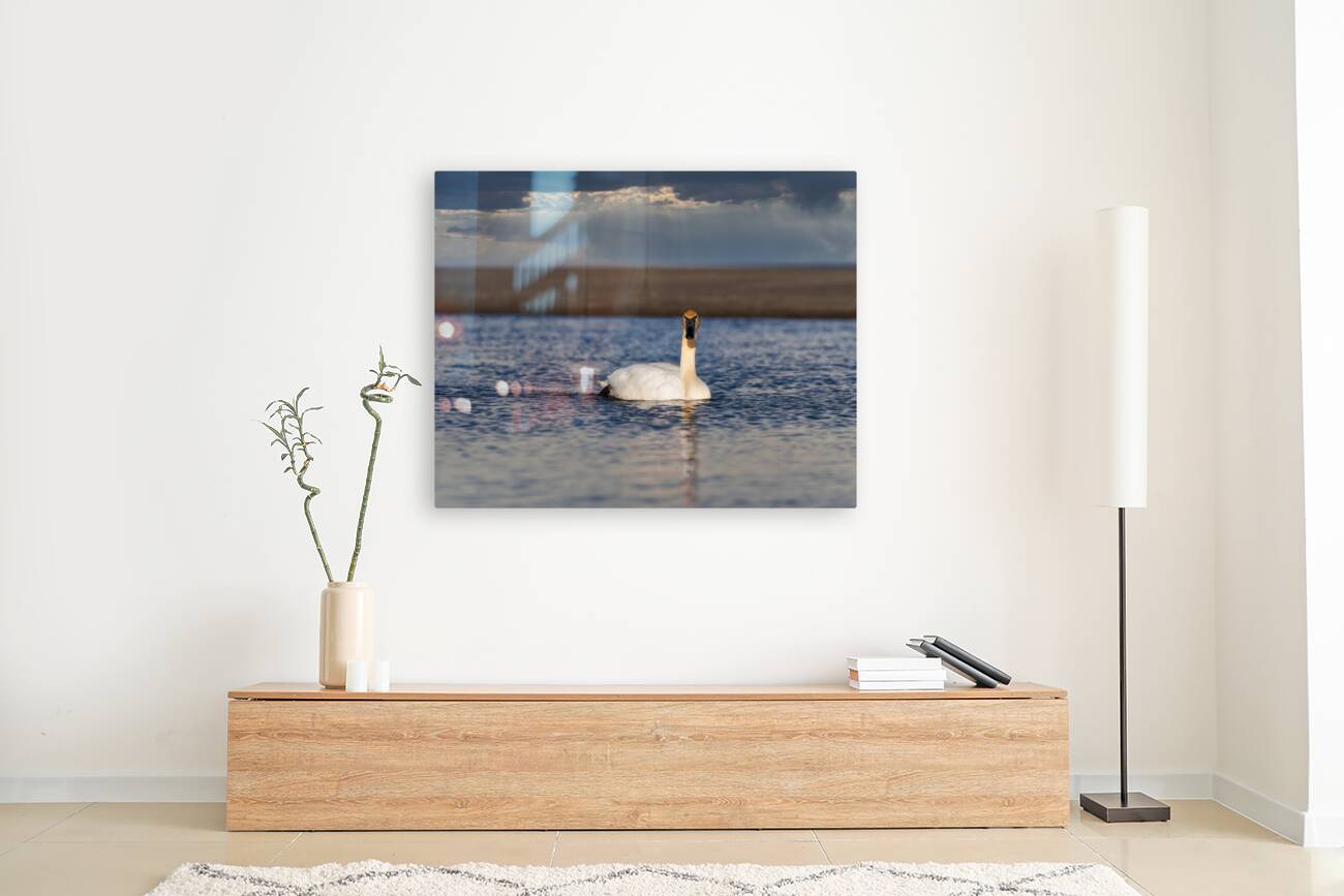 Swan on Lake Ontario Reproduction