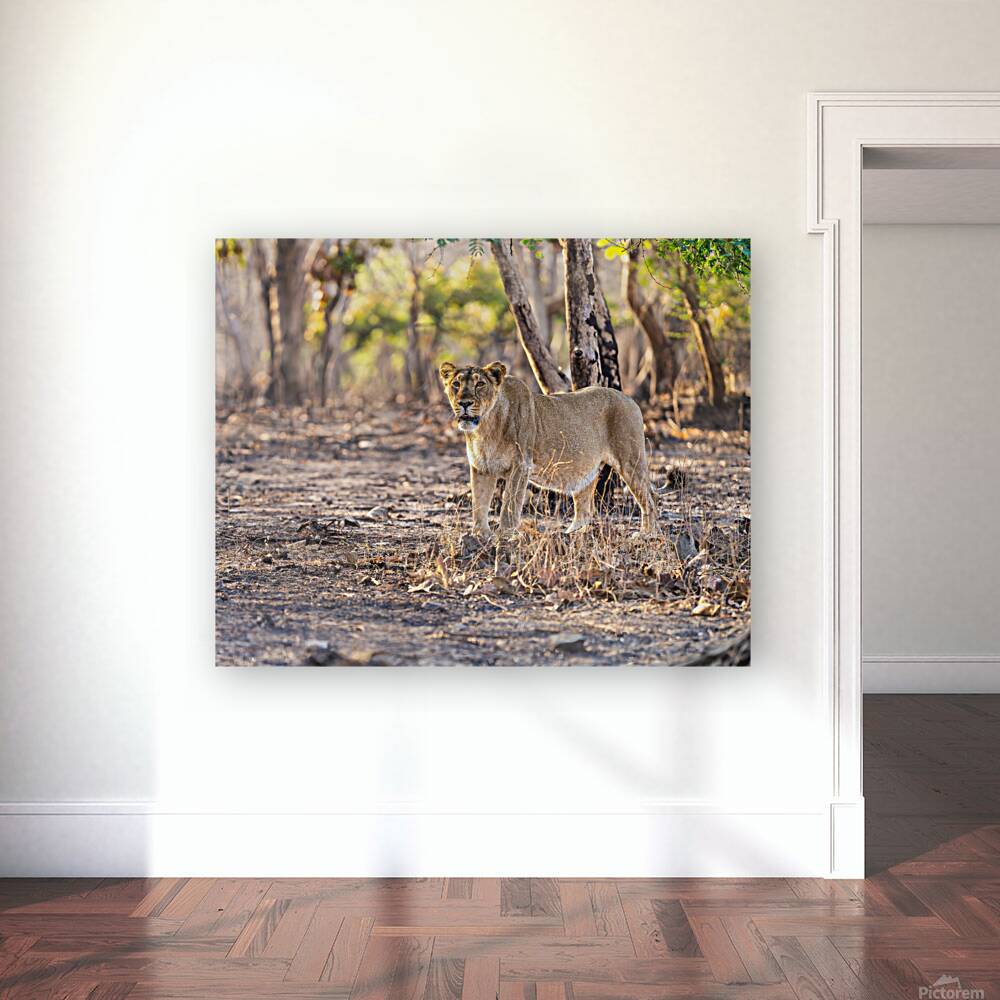 Lioness watching her pride. Reproduction