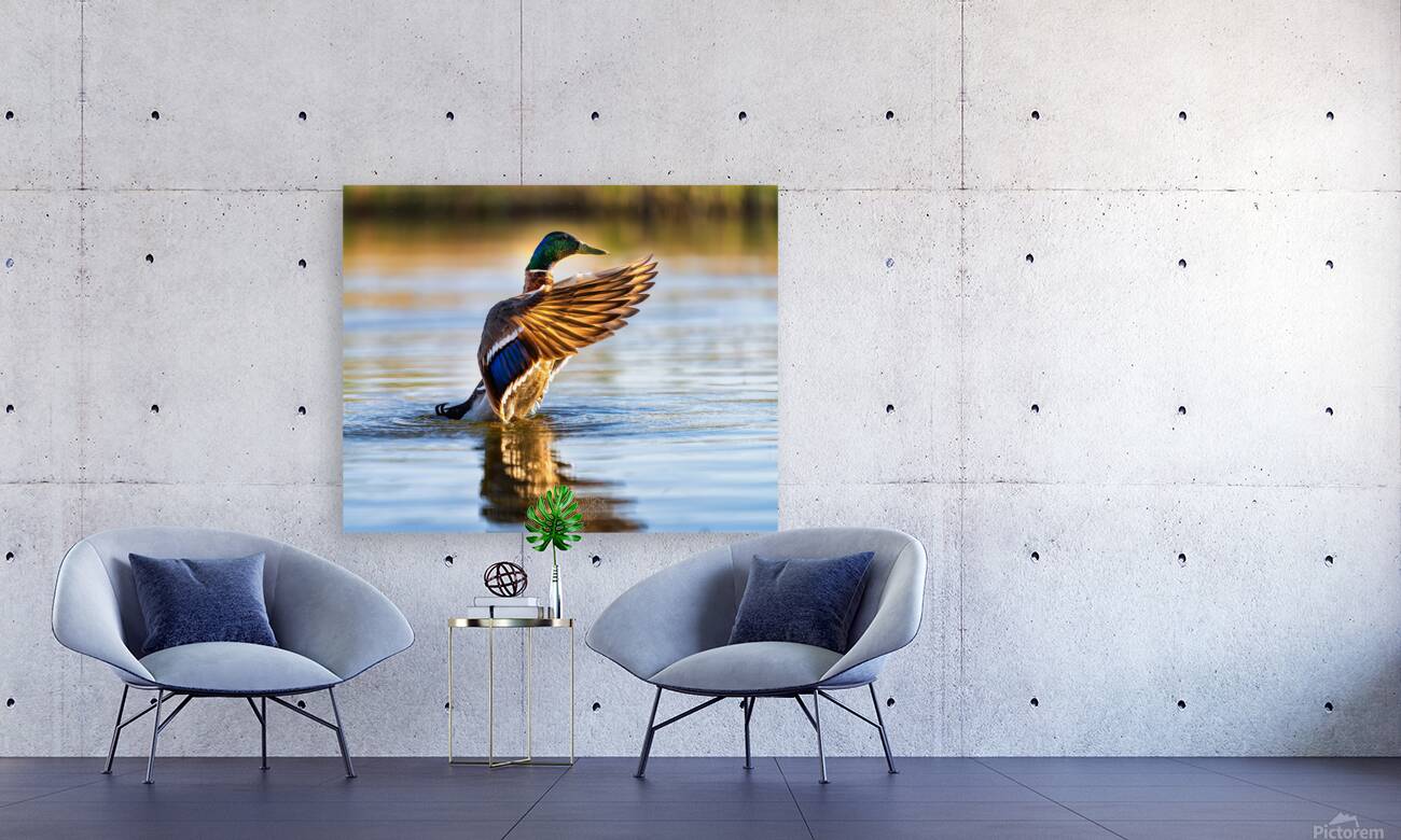 A Mallard’s Ballet. Reproduction