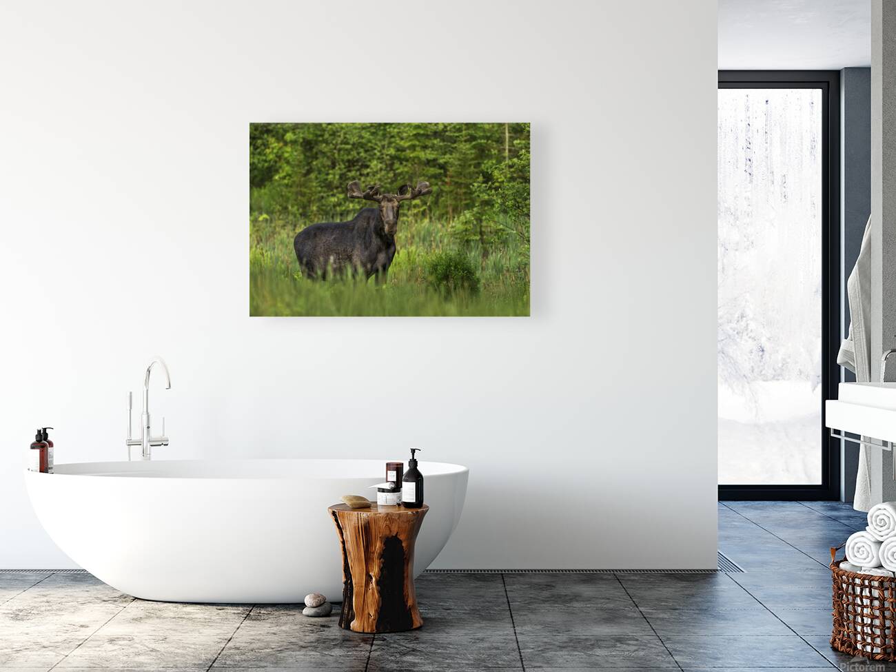 Bull Moose in Algonquin Park. Reproduction