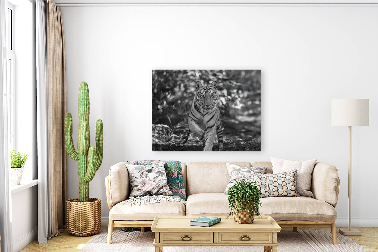 Sher Khan Reproduction