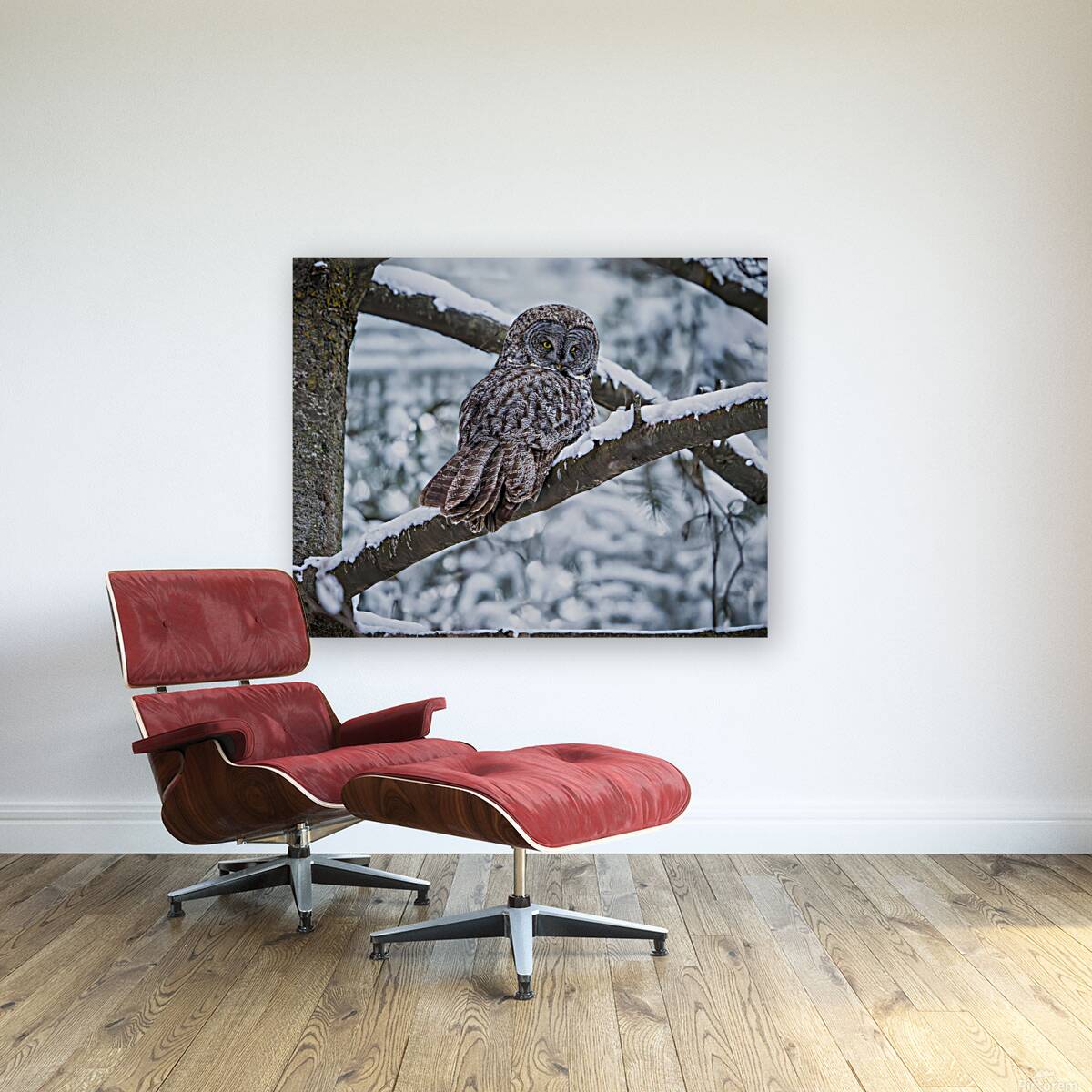 Great Grey Owl Reproduction