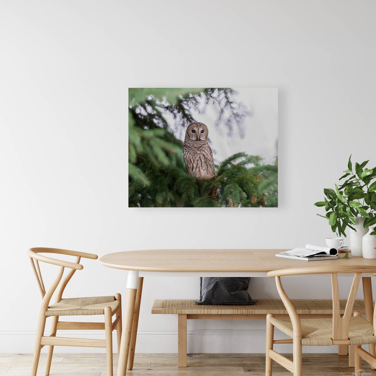 Barred Owl Reproduction