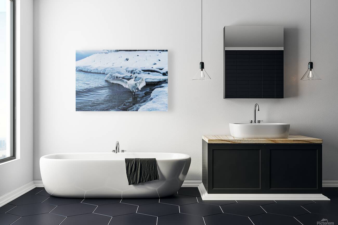 Swan in Winter Reproduction