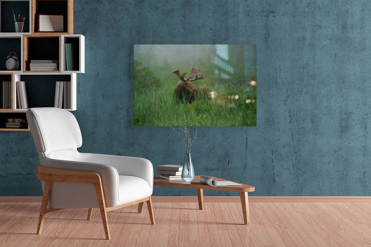 Bull Moose on a Foggy Morning Reproduction