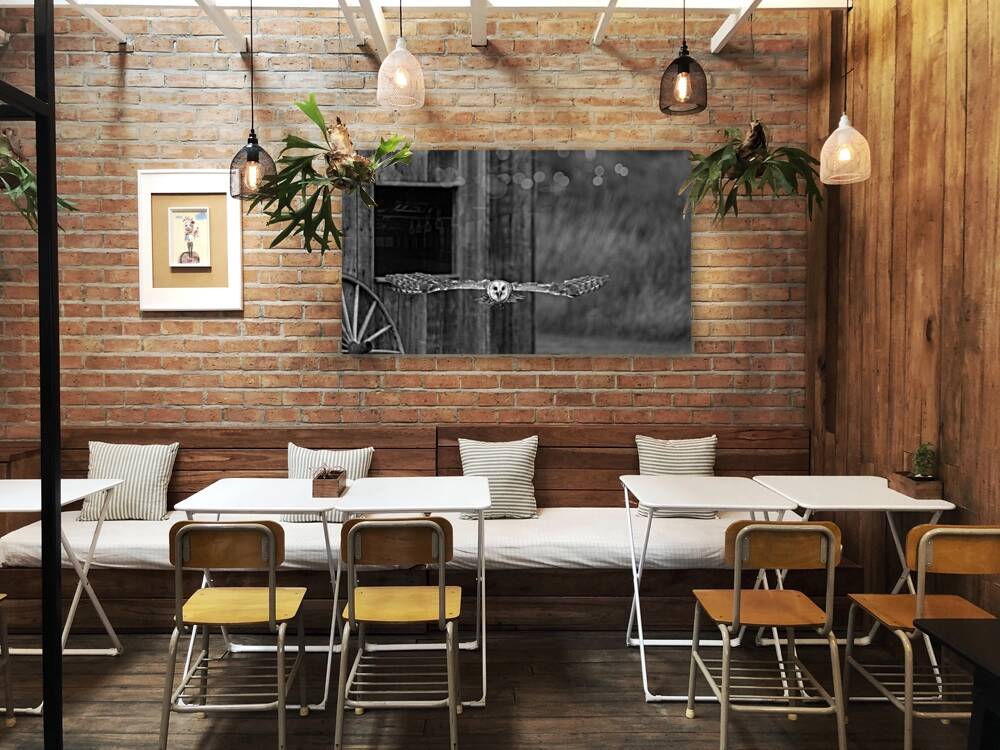 Barn Owl Reproduction