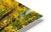 Fall Colors in Forest Impression metal HD