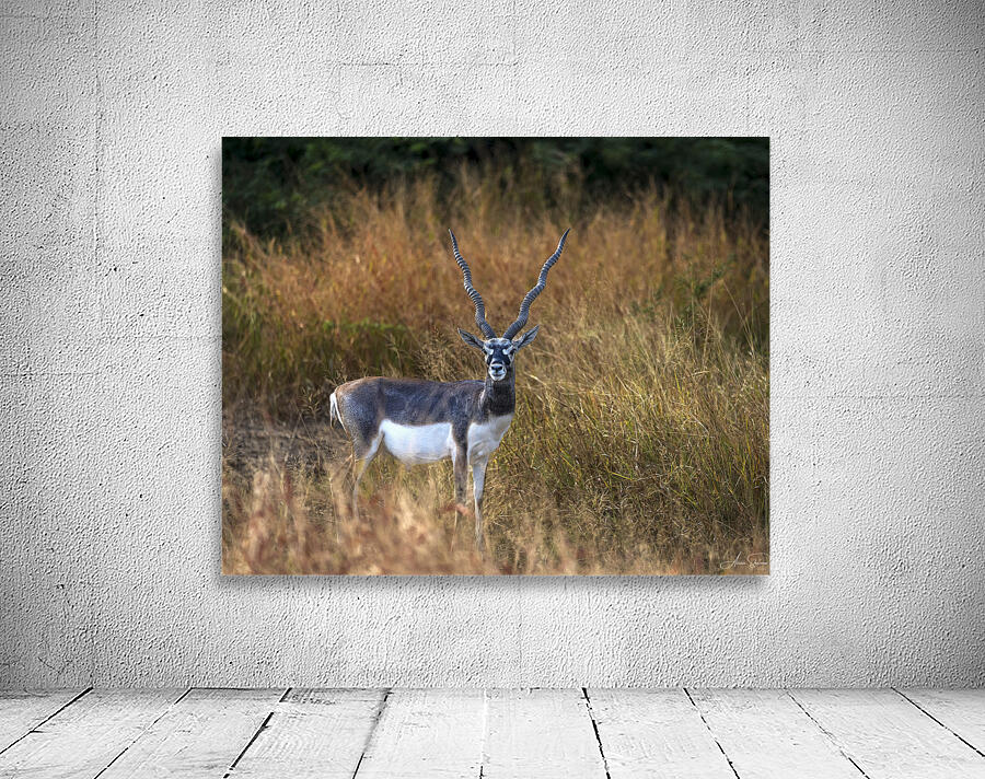 Blackbuck  Wall Preview