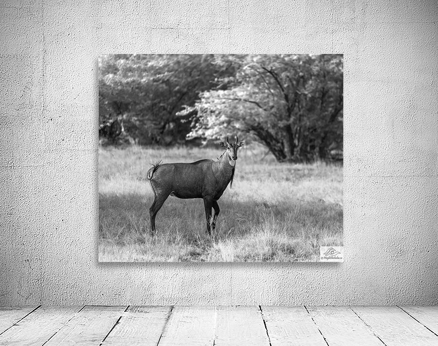Nilgai Wall Preview