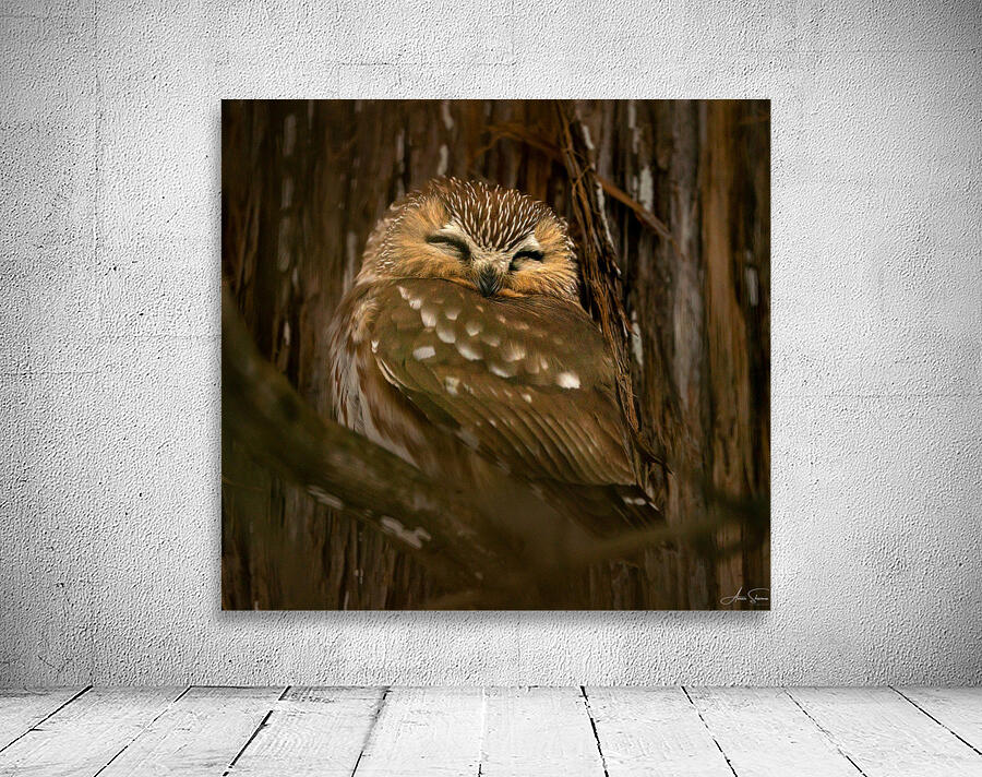 Saw Whet Owl Wall Preview