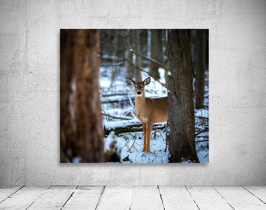 Red Tail Deer Wall Preview