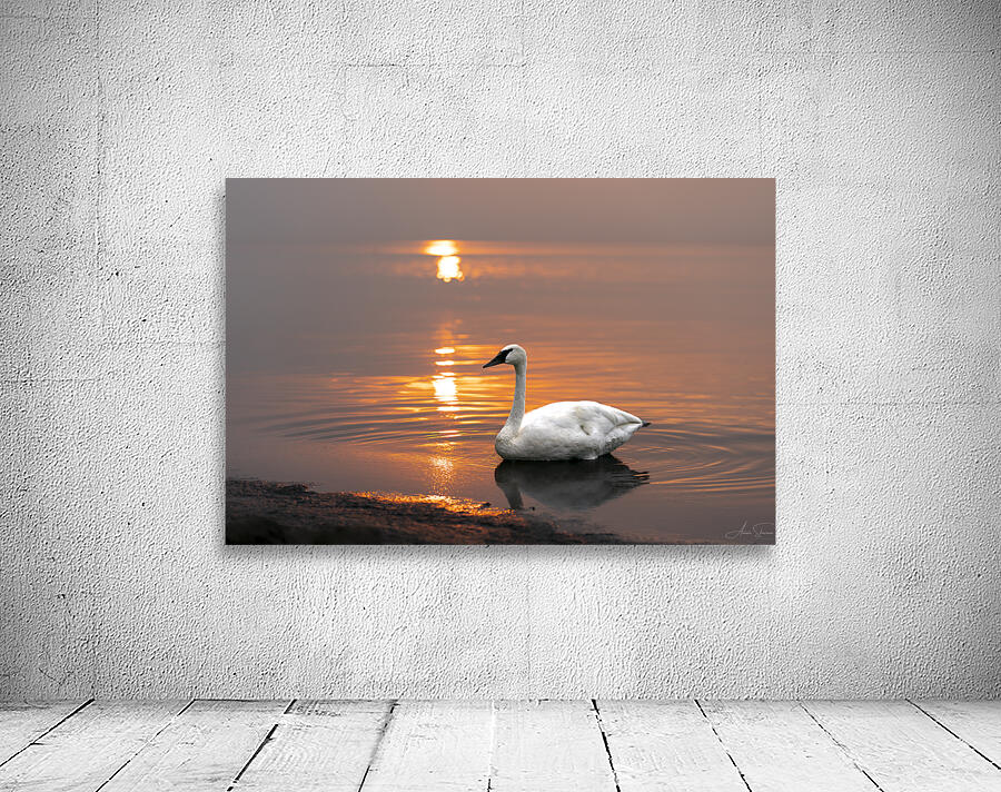 Swan on Lake Wall Preview