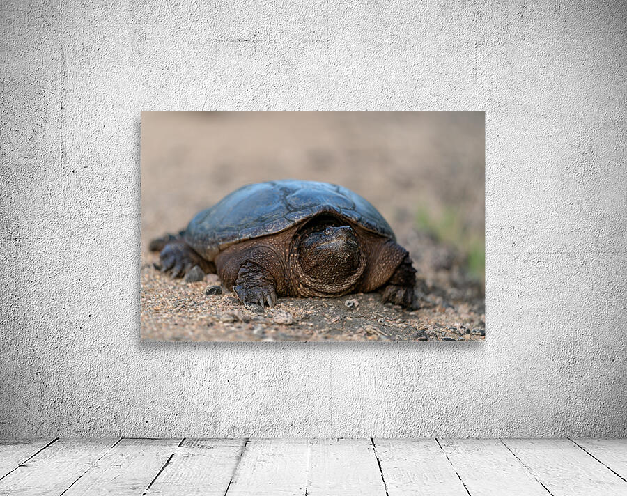 Snapping Turtle Wall Preview
