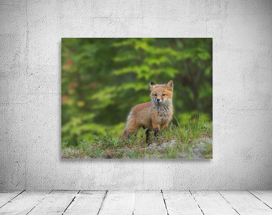 Fox Kit Wall Preview