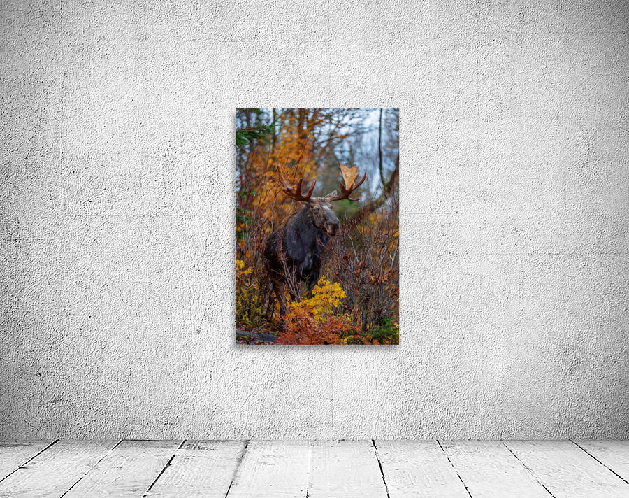 Bull Moose in Fall Colors Wall Preview