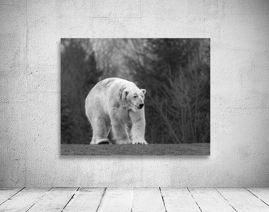 Polar Bear  Wall Preview