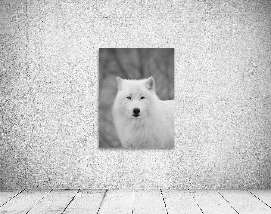 Arctic Wolf Wall Preview