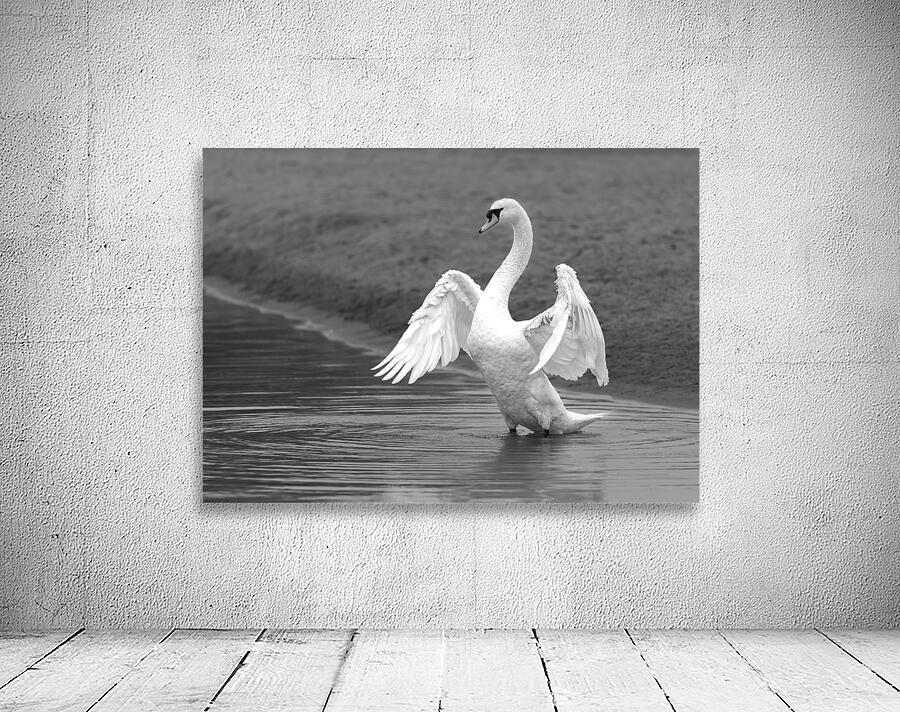 Swan in full glory Wall Preview