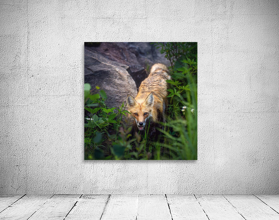 Vigilant gaze of a fox Wall Preview