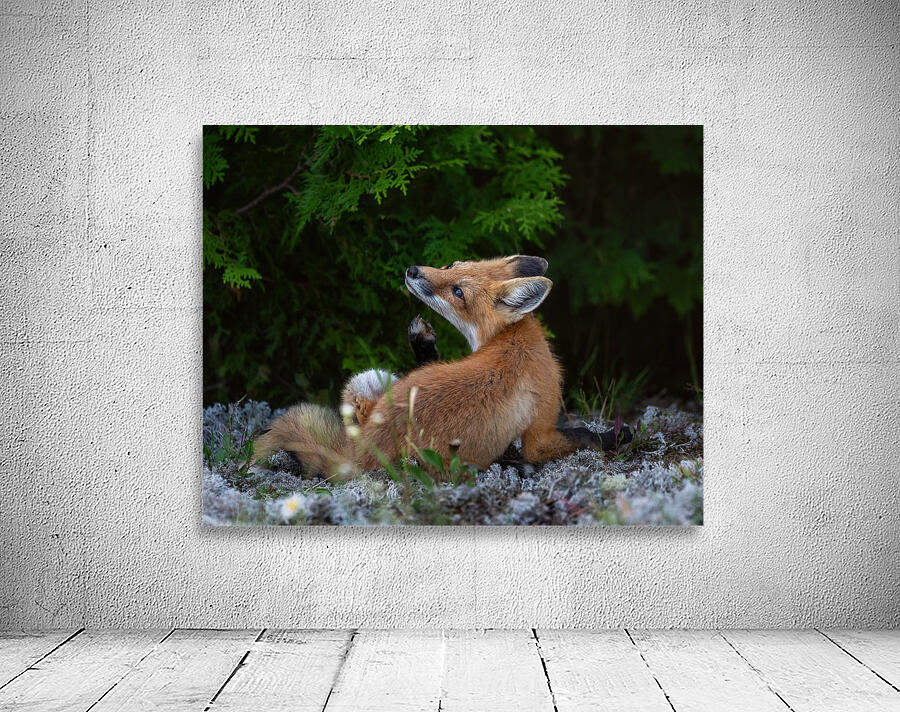 Fox in nature s embrace Wall Preview