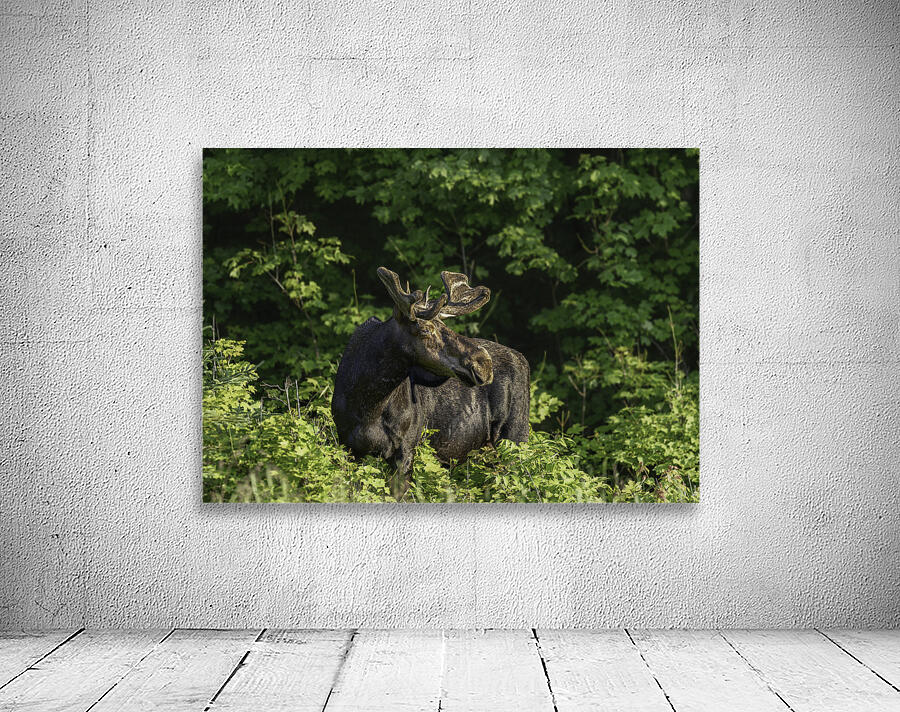 Bull Moose in early morning light. Wall Preview