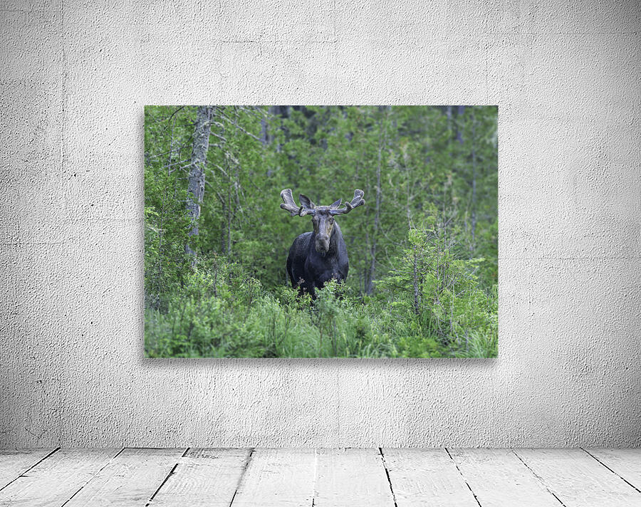 Gaze of a Bull Moose Wall Preview