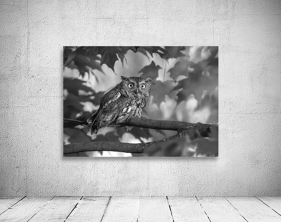 Gaze of an Owl Wall Preview