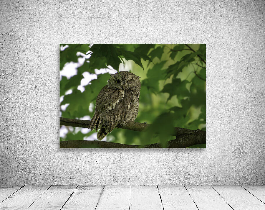 Winking Owl Wall Preview