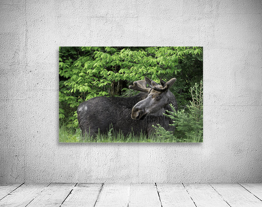 Gentle Giant Wall Preview