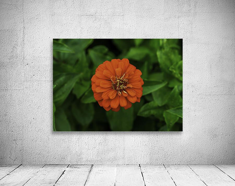 Dahlia Delight Wall Preview