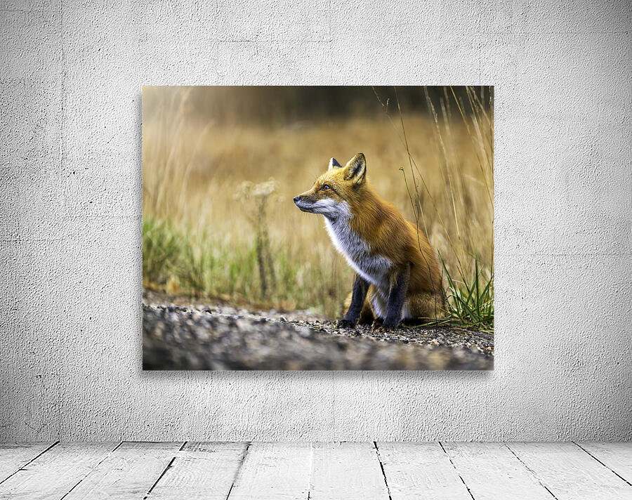 Fox portrait in morning light Wall Preview