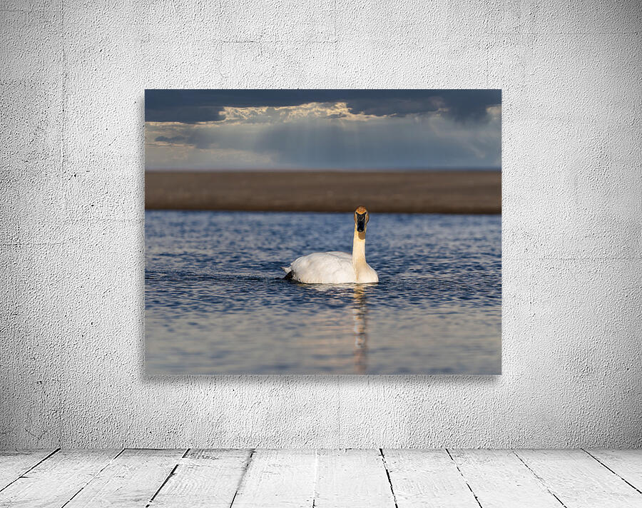 Swan on Lake Ontario Wall Preview