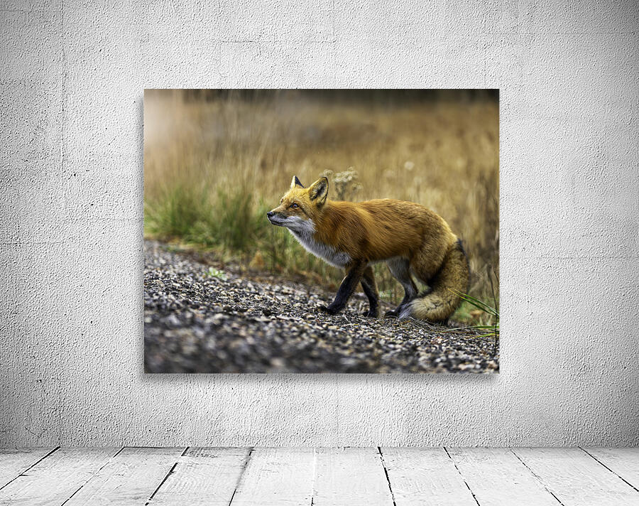 Opportunistic Fox Wall Preview