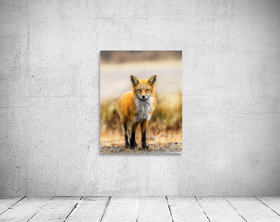 Foxing Around Wall Preview