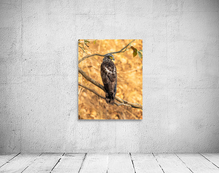 Crested Serpent Eagle. Wall Preview