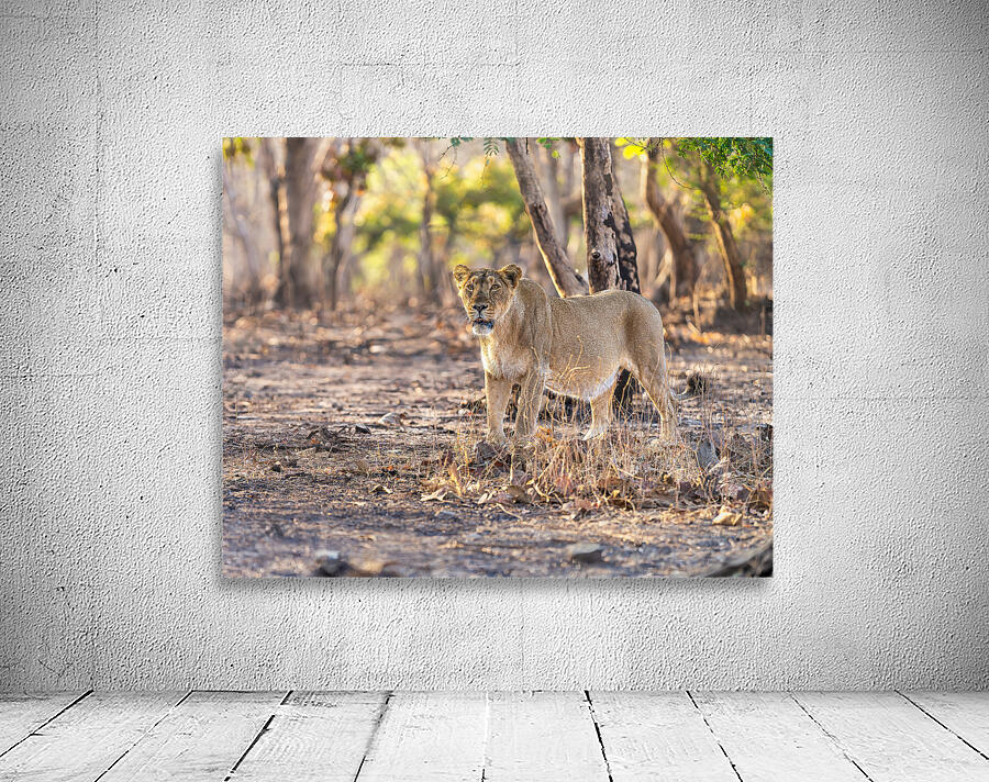 Lioness watching her pride. Wall Preview