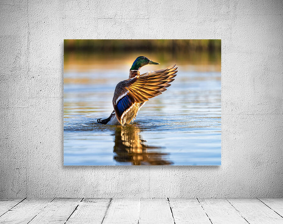 A Mallard’s Ballet. Wall Preview