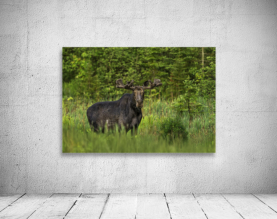 Bull Moose in Algonquin Park. Wall Preview