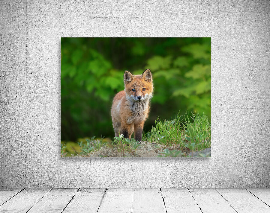 Portrait of a Fox Wall Preview